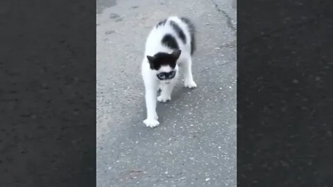 Zorro, le chat masqué