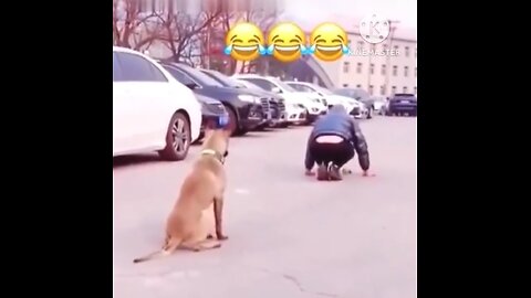 Funny dog☝️😂