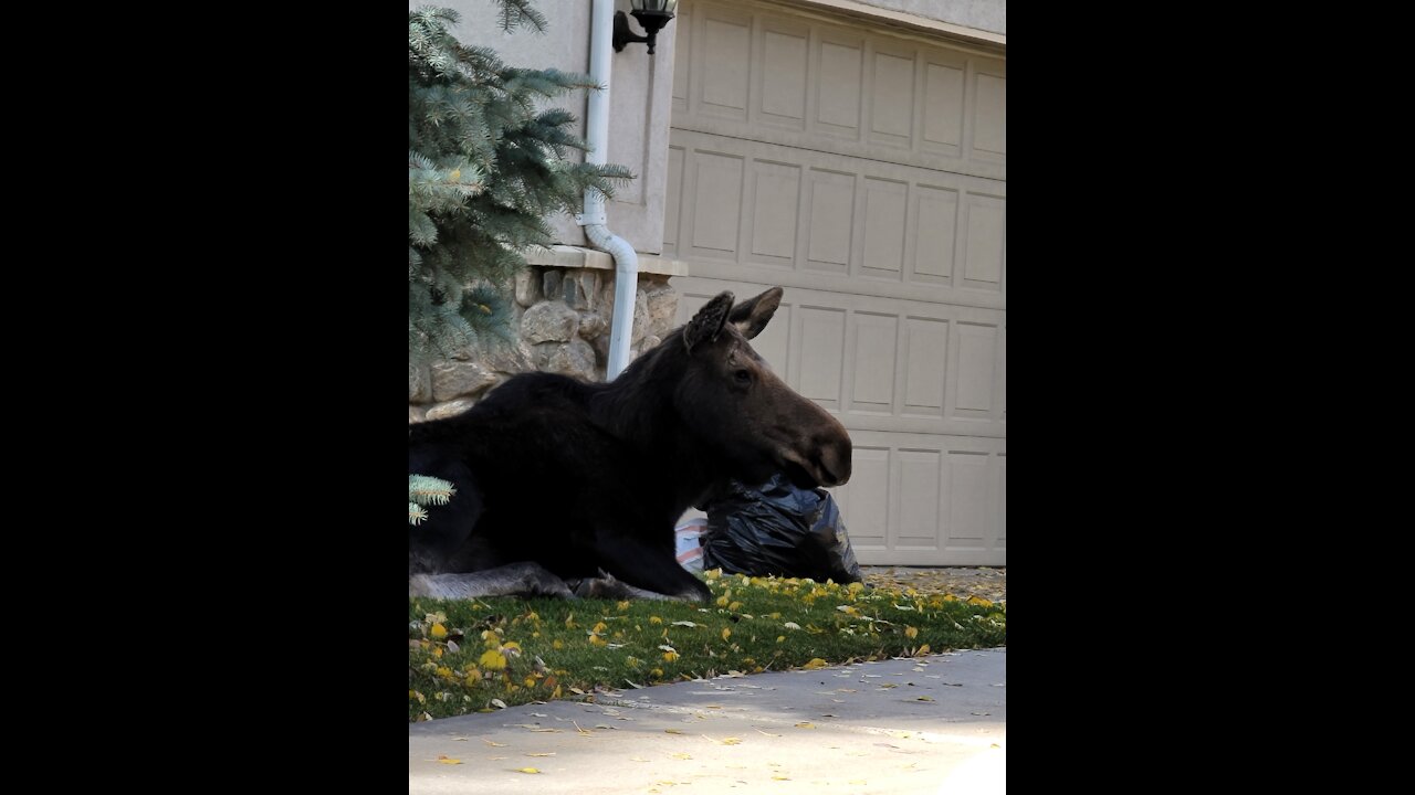 MOOSE IN PARK CITY WITH BABY