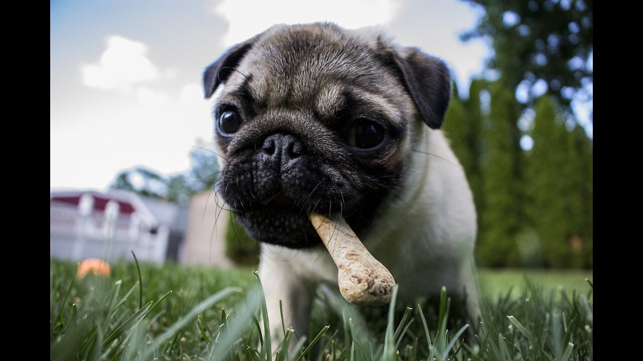 funny dog