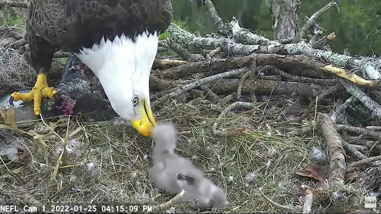 Sam gives the babies a little snack.1-25-22