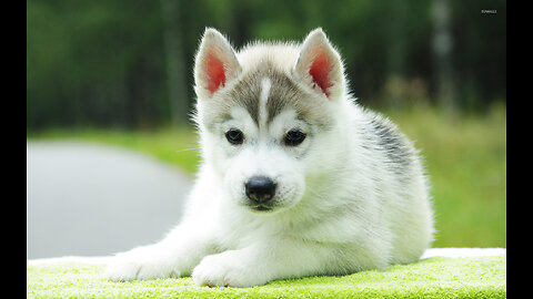 🐶Cute Puppies Doing Funny Things 2023🐶 #10 Cutest Dogs
