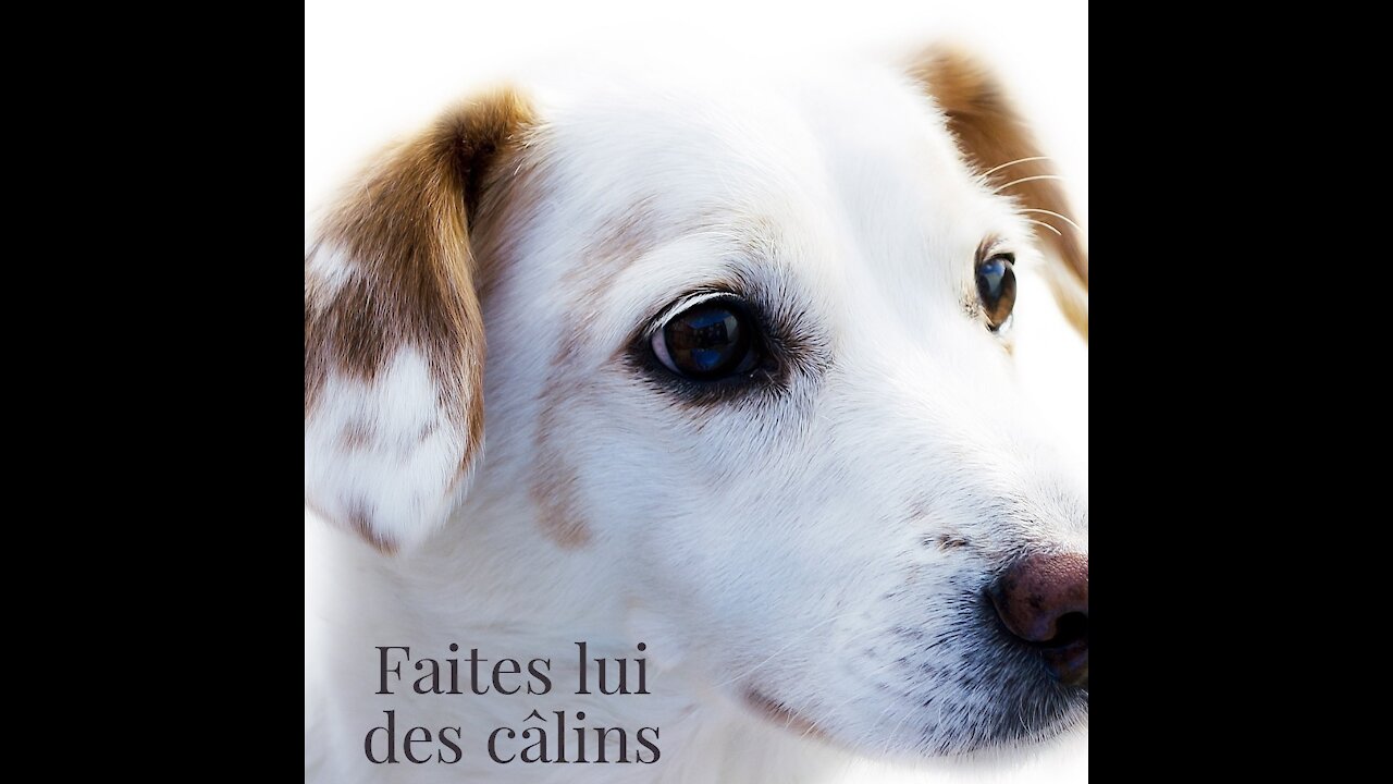 Apprendre son chien à raconter un secret