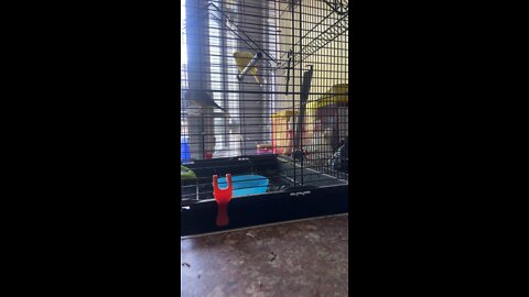 birds