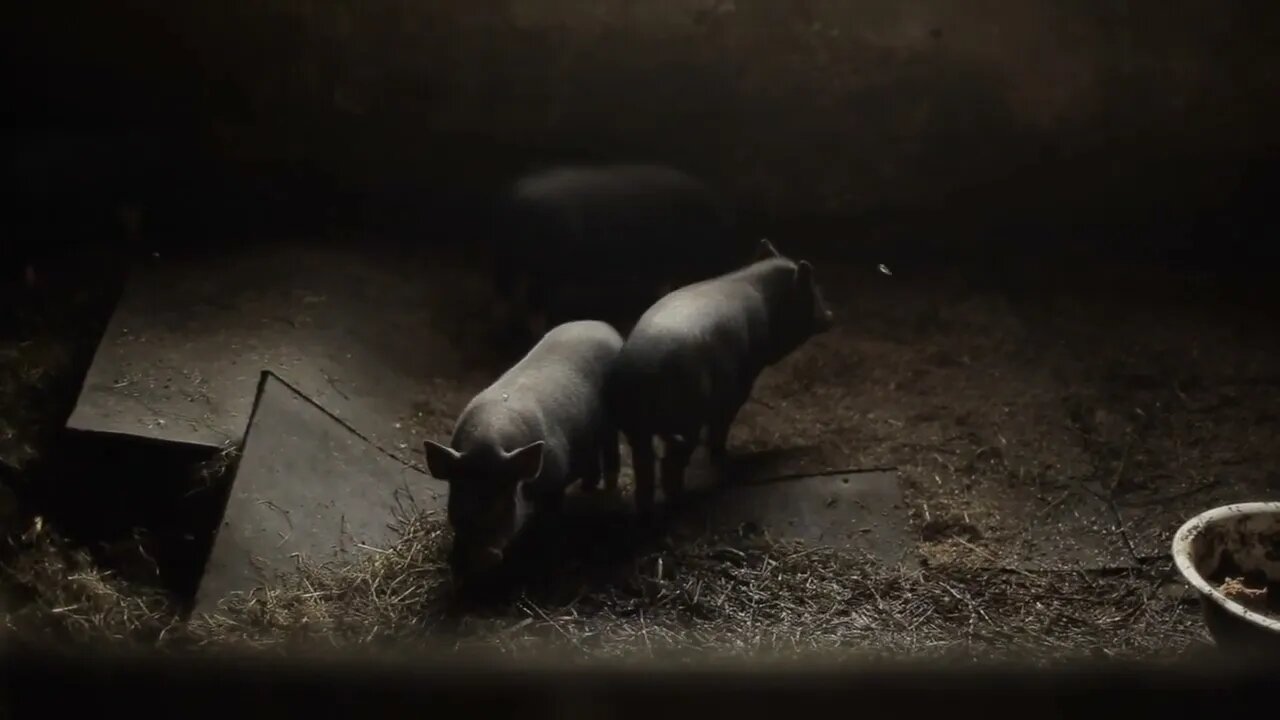 Little black pigs walk on the straw in their corral near the feeding trough