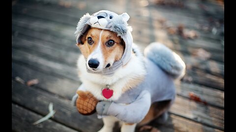 TOP 10 dog barking videos compilation 2016 Dog barking sound - Funny dogs