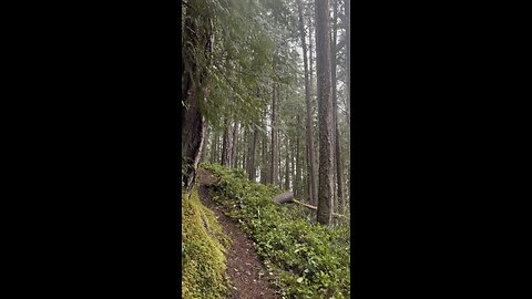 # nature# life in the forest