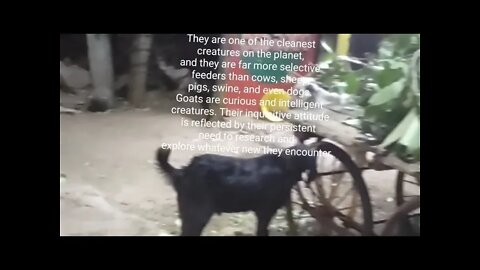 What is special about goats 🐐 video,#shorts,#goats,#goatsspeciality,#animal,#viral,#goatsvideo,#goat