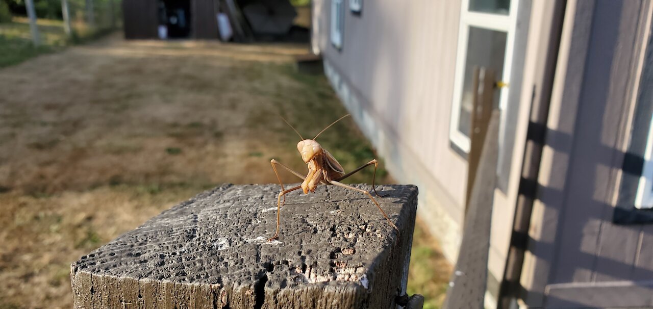 Mantis Encounter