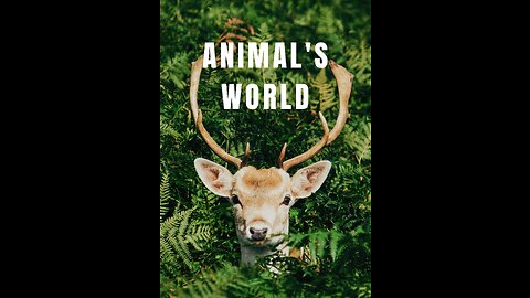 Wonderful scenes of the animal world