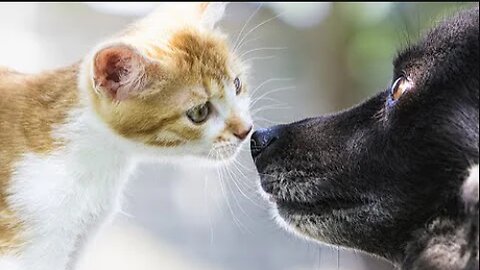 Fuzzy Funnies: Charming Animal Videos to Lighten Your Day.