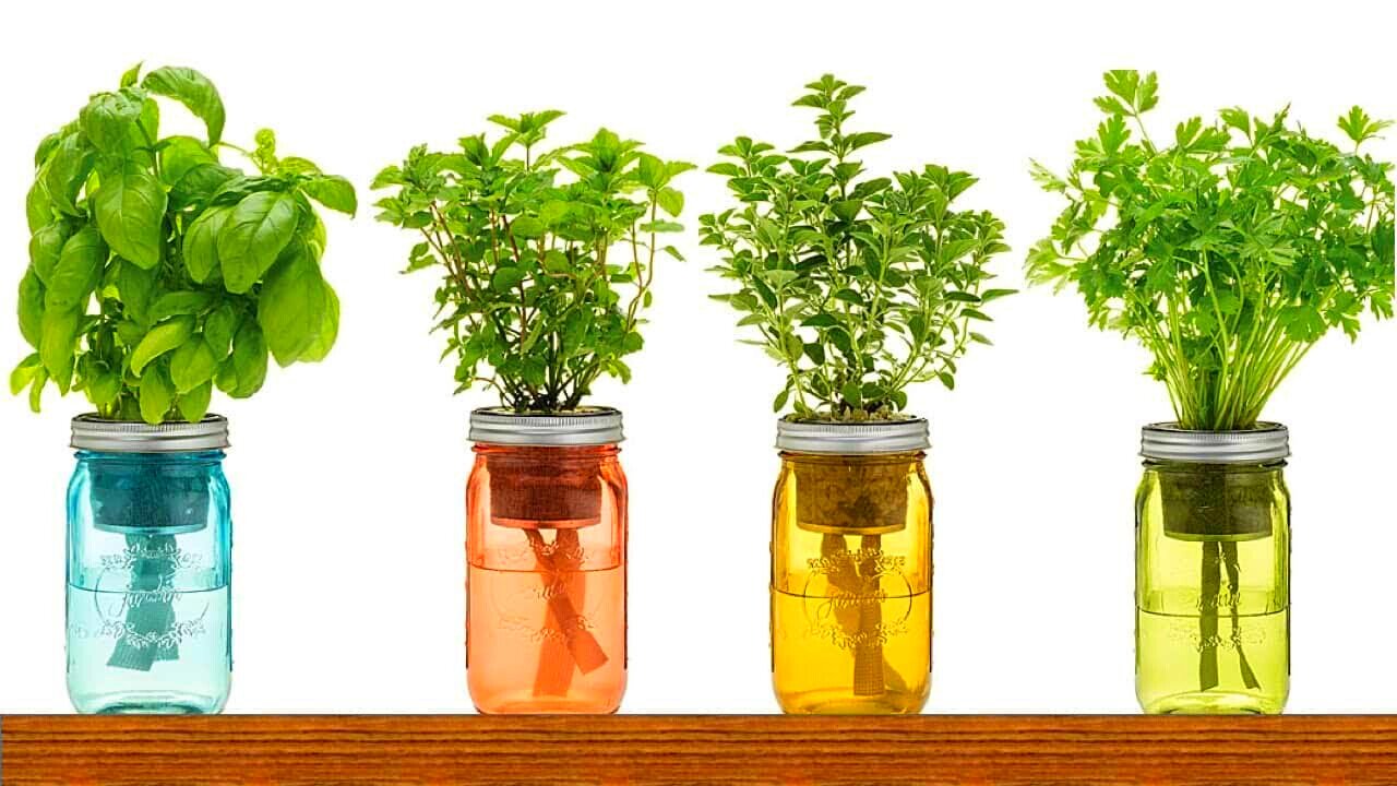 9 Herbs You Can Grow In Water Over And Over Again For Endless Supply