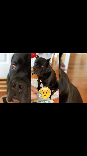 HEARTBROKEN Bear Dog Needs Love 💔 Cane Corso #shorts