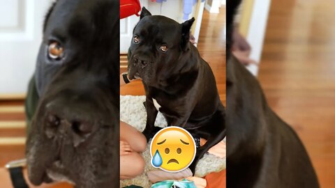 HEARTBROKEN Bear Dog Needs Love 💔 Cane Corso #shorts