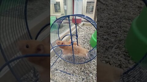 hamster hijacking caught on tape