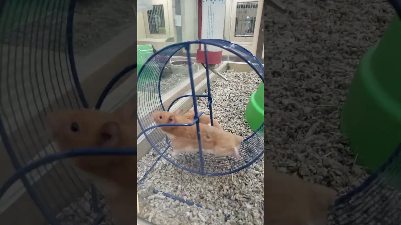hamster hijacking caught on tape