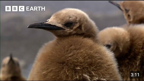 Baby Penguins Take a Mud Bath | Narrated by Andrew Scott BBC Earth