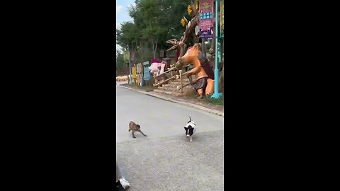 monkey 🐒 funny 🤣