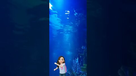 Baby shark #shorts