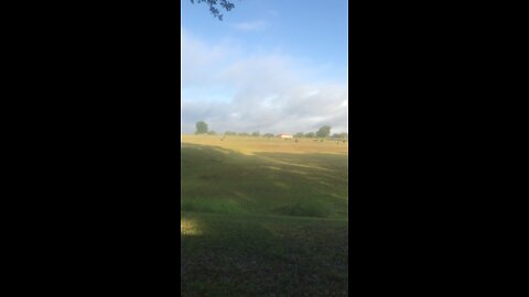 Cow morning count