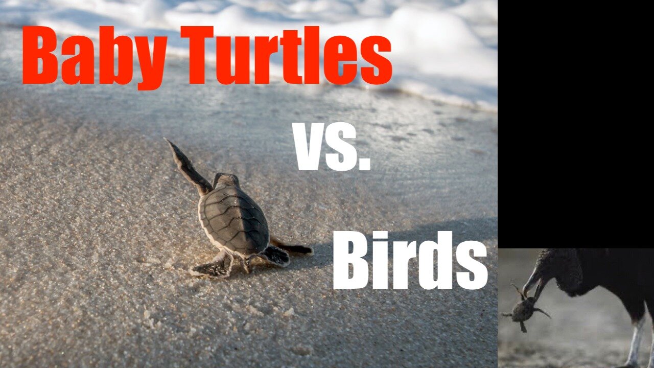 Nature is Metal -- Baby Sea Turtles vs The Birds on a Mexican Beach