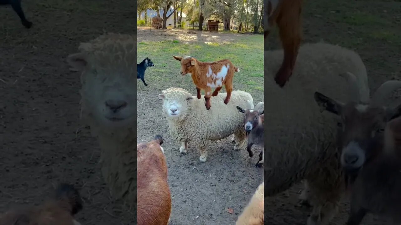 Best Funny Animal Videos Of The 2021 - Funny Animals