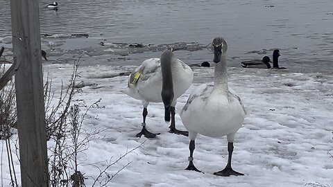 White Swans close up Rouge National Urban park