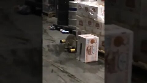 Ok wait, Is this a drunk Raccoon?