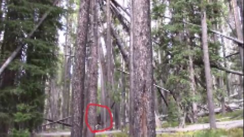 SASQUATCH FILMED following us at TeePee Mega-Structure!? /Duke & Johnny C