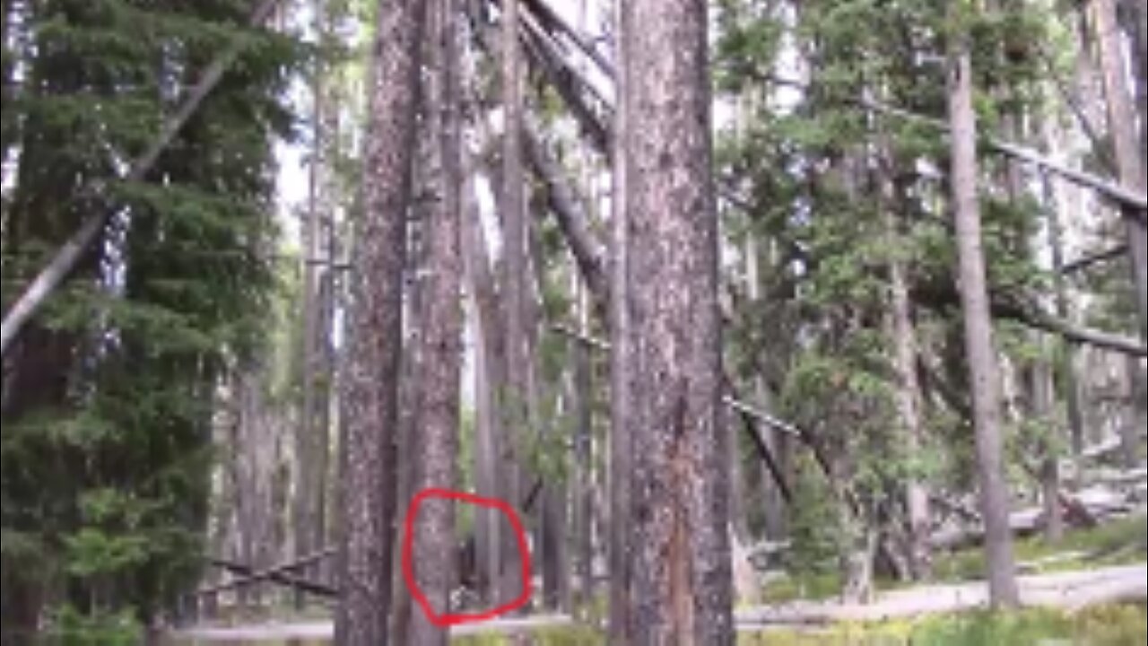 SASQUATCH FILMED following us at TeePee Mega-Structure!? /Duke & Johnny C
