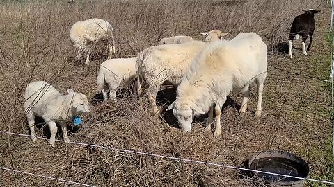 Moving the Hair Sheep