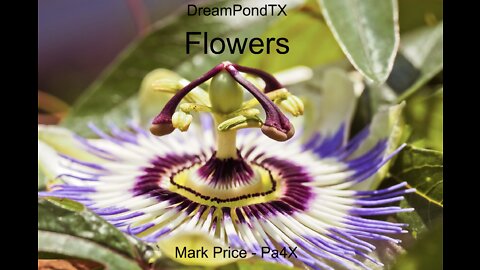 DreamPondTX/Mark Price - Flowers (Pa4X at the Pond, PP)