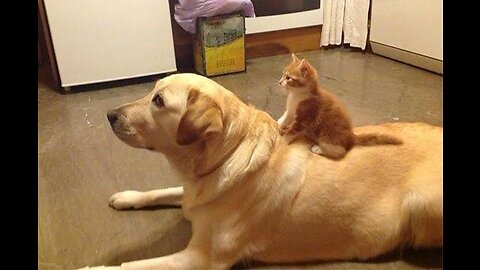 Funny Pet Cat and Dog Compilation Part 2
