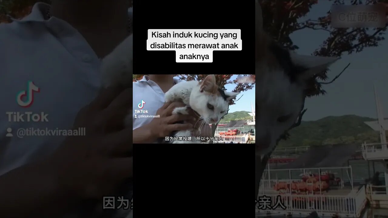 Kisah induk kucing disabilitas #kisahnyata #kucing #neko #shorts