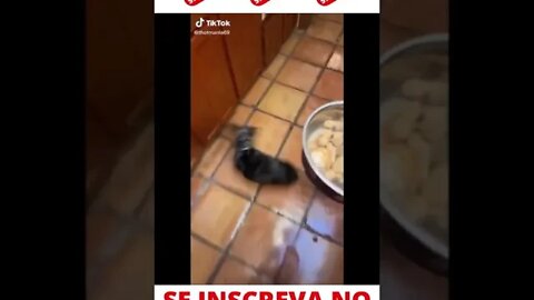 Cachorro Gira Gira #shorts