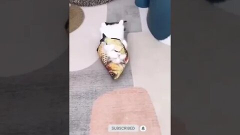 cute cat videos 😹 funny videos 😂 995 😻#shorts #shortsfunny #cutecat #catvideos #cats #catscare #cat