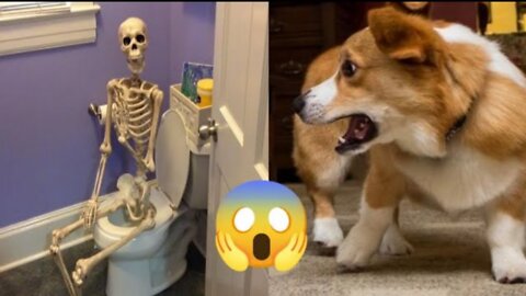 Funny animals videos2022 ll funniest Cat and Dog Videos