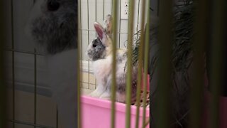 Using my litter box 💩 good bunny