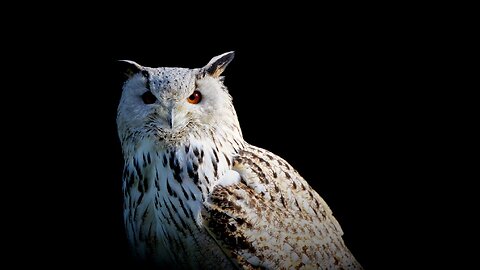 White Owl.