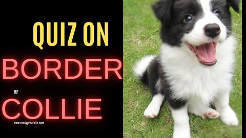 Quiz on border collie
