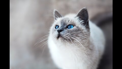 That feline ought to be taken to horse racing region
