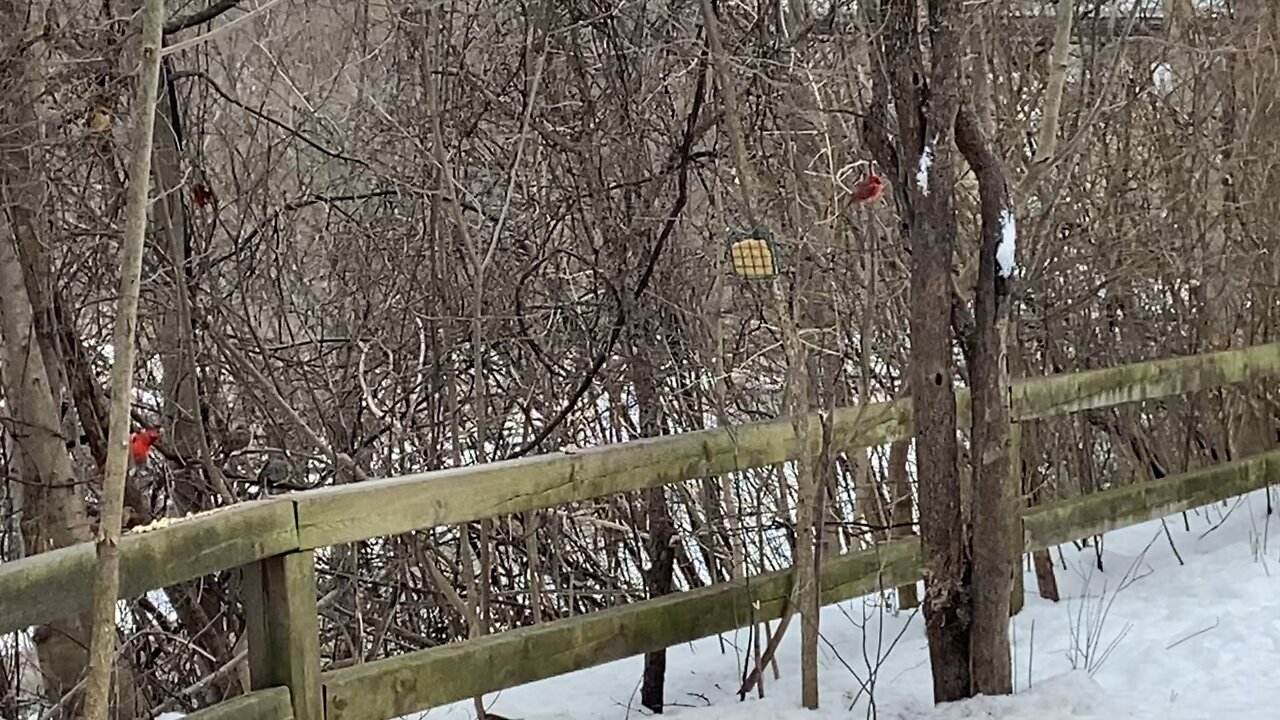 More Cardinals footage James Gardens