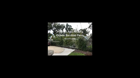 Privacy Plants in Orlando 407-777-4807 Privacy Plant Nursery