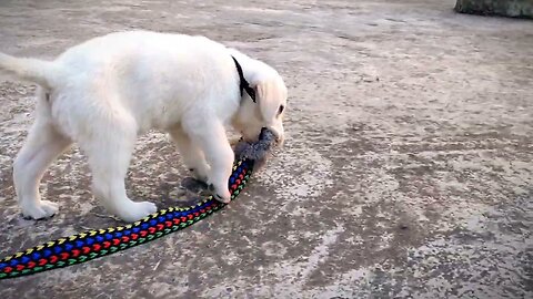Jerry Making Fun With Sister🤣|| Jerry's Masti Time||Funny Dog Video 🐶