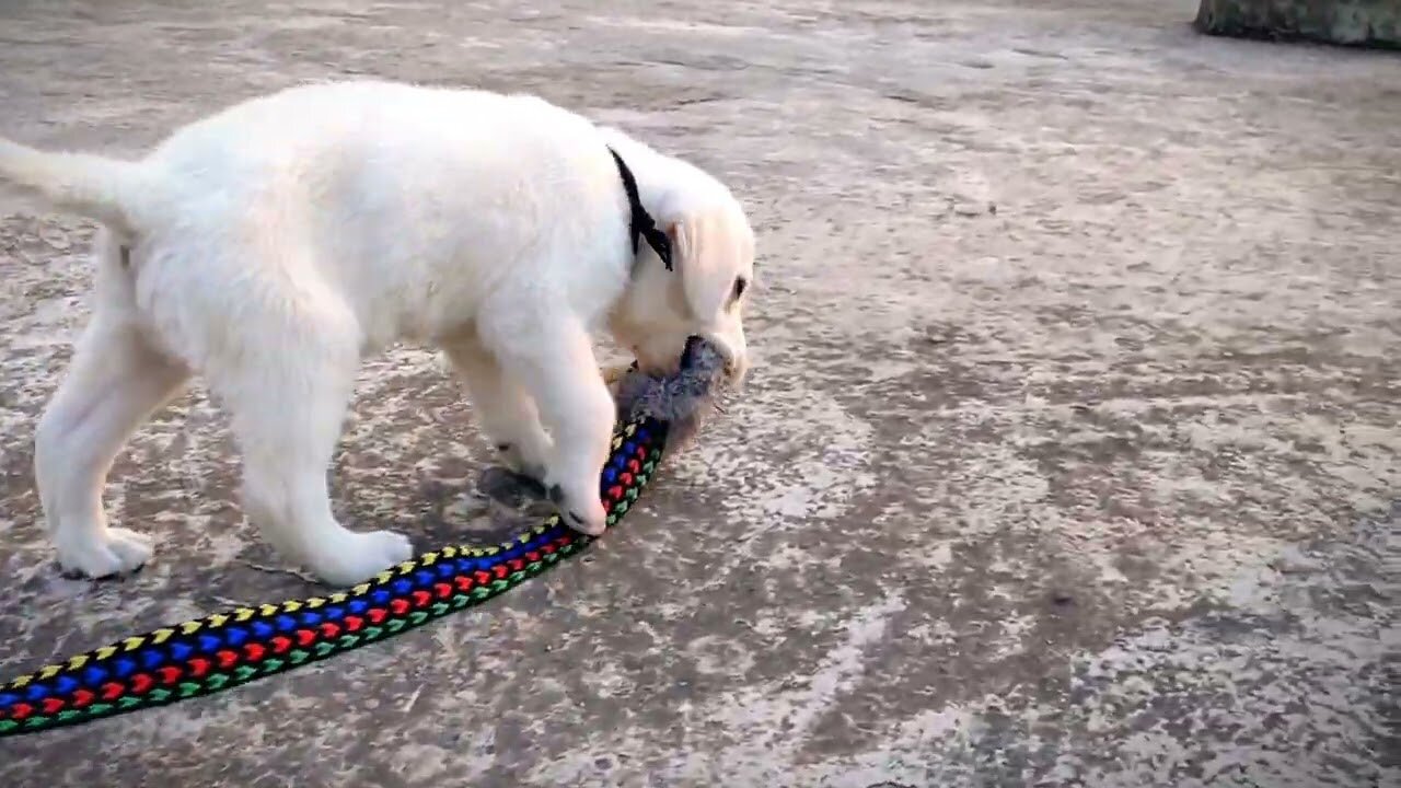 Jerry Making Fun With Sister🤣|| Jerry's Masti Time||Funny Dog Video 🐶