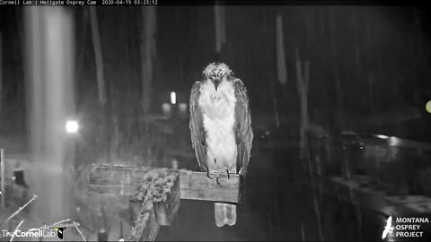 Snowing on Iris in Hellgate.4-15-20