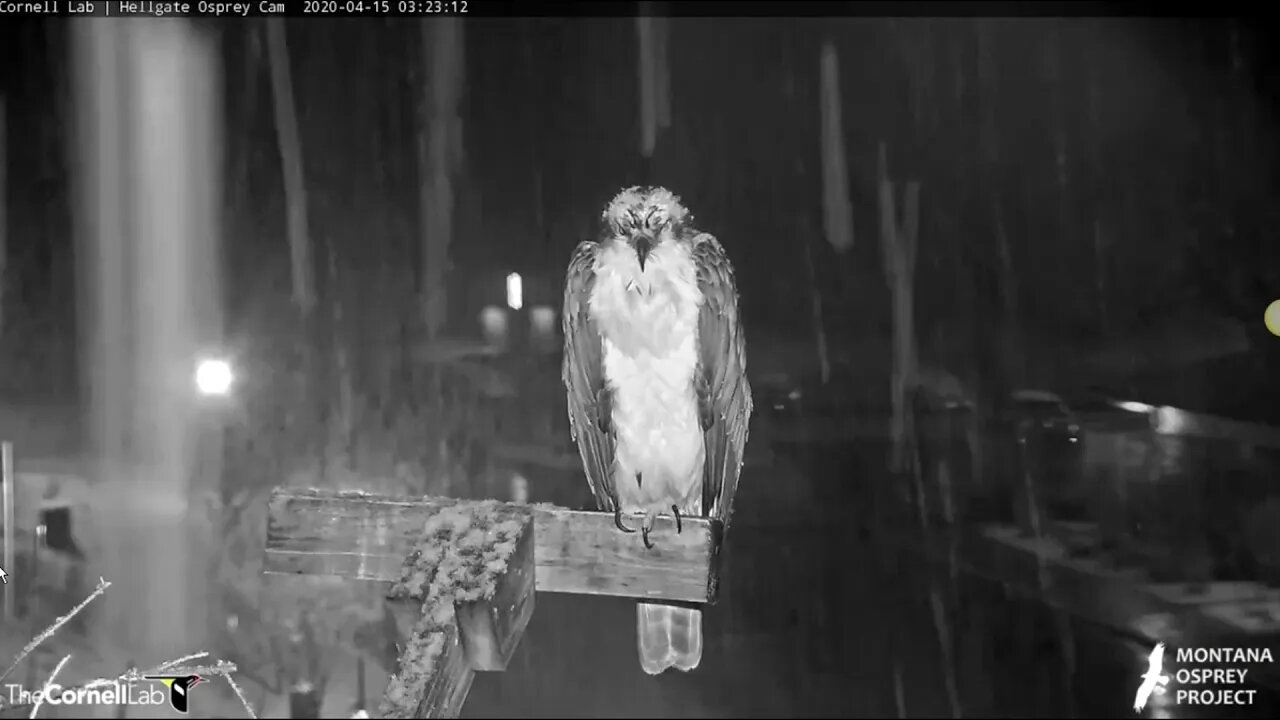 Snowing on Iris in Hellgate.4-15-20