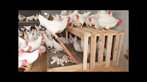 Amazing smart chicken
