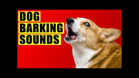 Dog Barking Sounds Compilation (See How Your Dog REACTS)
