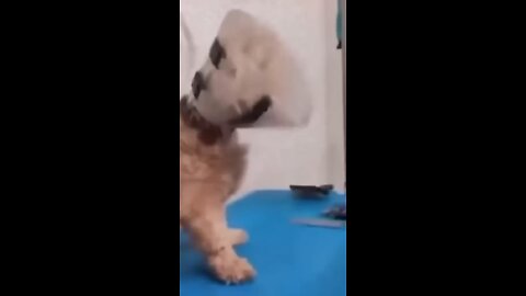 Funny_Animal_Videos_2022__Best_Dogs_And_Cats_Videos_😺😍